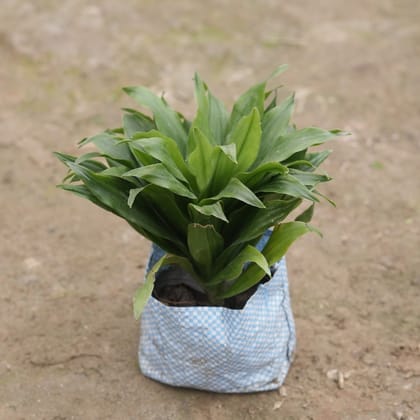 Buy Dracaena compacta in 4 Inch Nursery Bag Online | Urvann.com