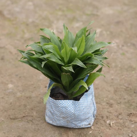 Dracaena compacta in 4 Inch Nursery Bag