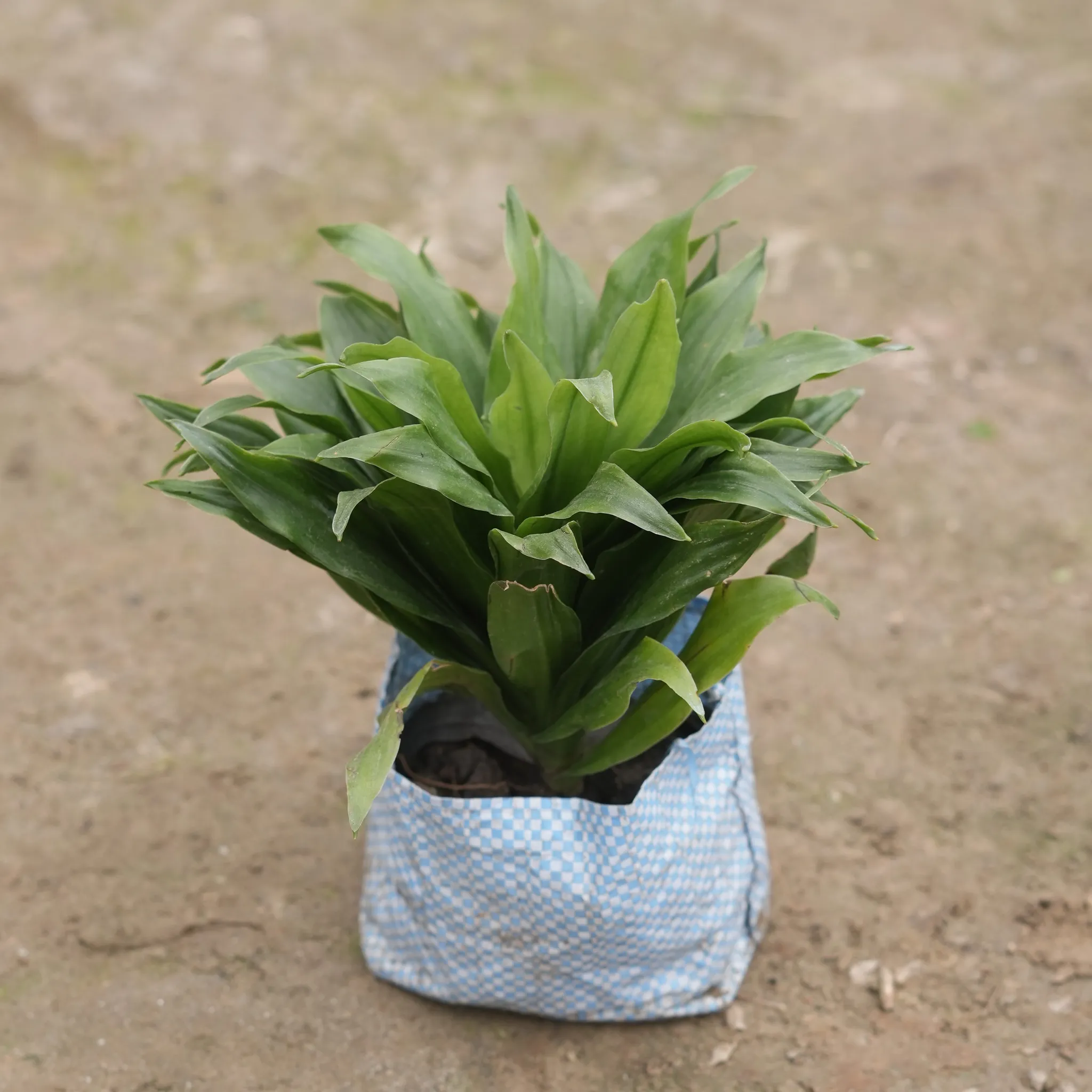 Dracaena compacta in 4 Inch Nursery Bag