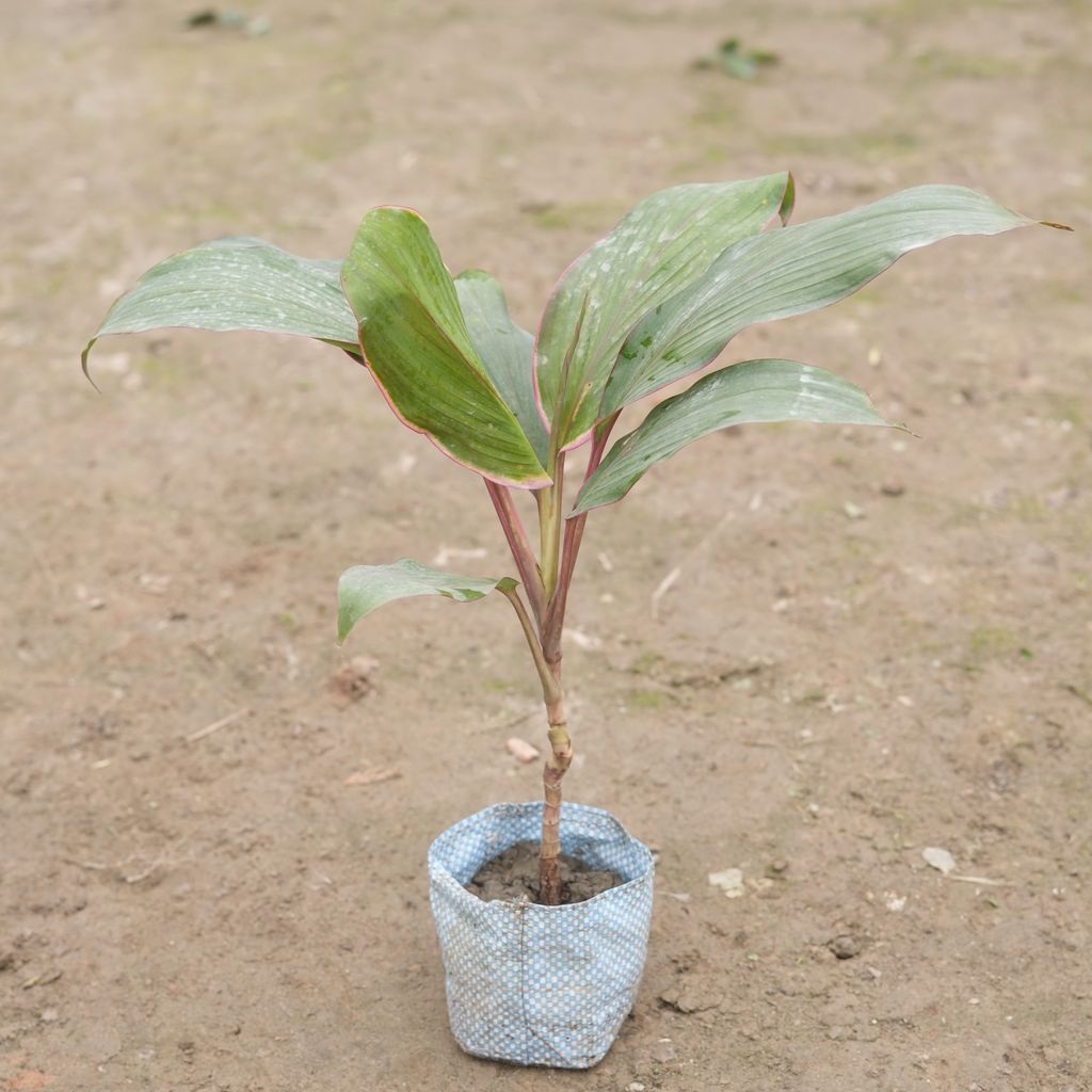 Buy Dracaena Kedarnath in 4 Inch Nursery Bag Online | Urvann.com Dracaena Kedarnath in 4 Inch Nursery Bag