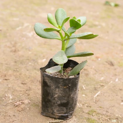 Buy Crassula Ovata Succulent in 3 Inch Nursery Bag Online | Urvann.com