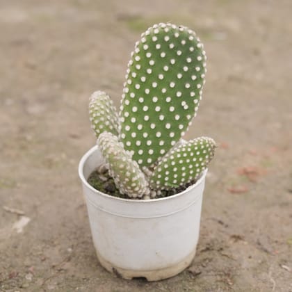 Buy Bunny Ear Cactus in 3 Inch Nursery Pot Online | Urvann.com