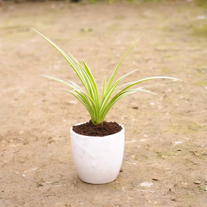 Buy Spider in 4 Inch Classy White Cup Ceramic Pot Online | Urvann.com