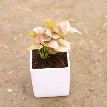 Buy Syngonium Pixie Pink in 4 Inch Classy White Square Ceramic Pot Online | Urvann.com