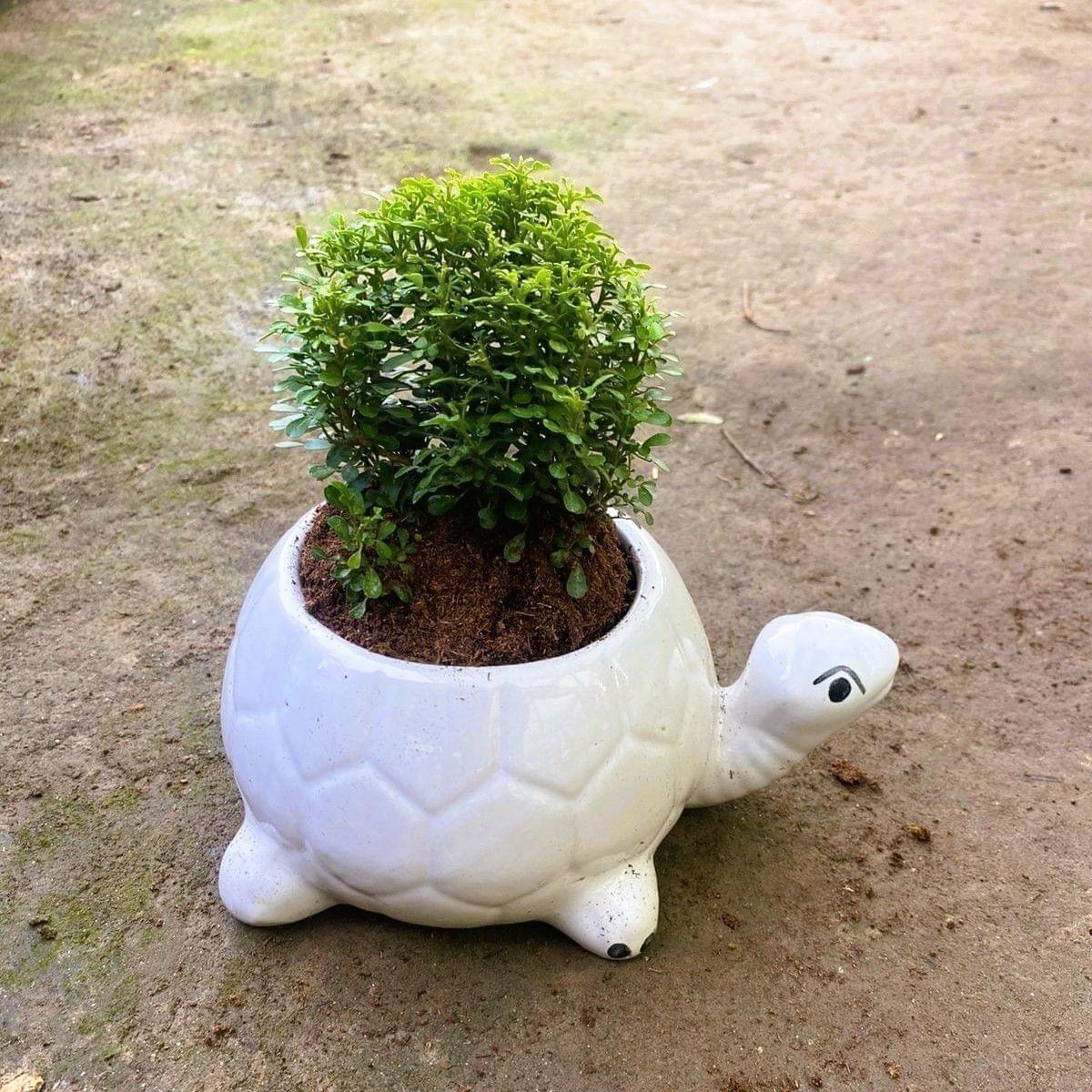 Table Kamini in 6 Inch Tortoise Designer Ceramic Pot (any colour)