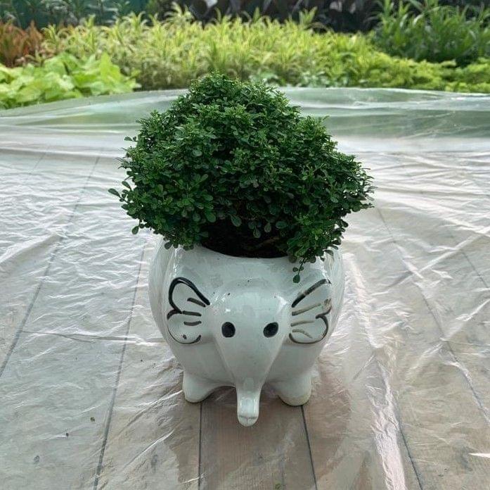 Table Kamini Ball in 6 Inch Cute Elephant Ceramic Planter