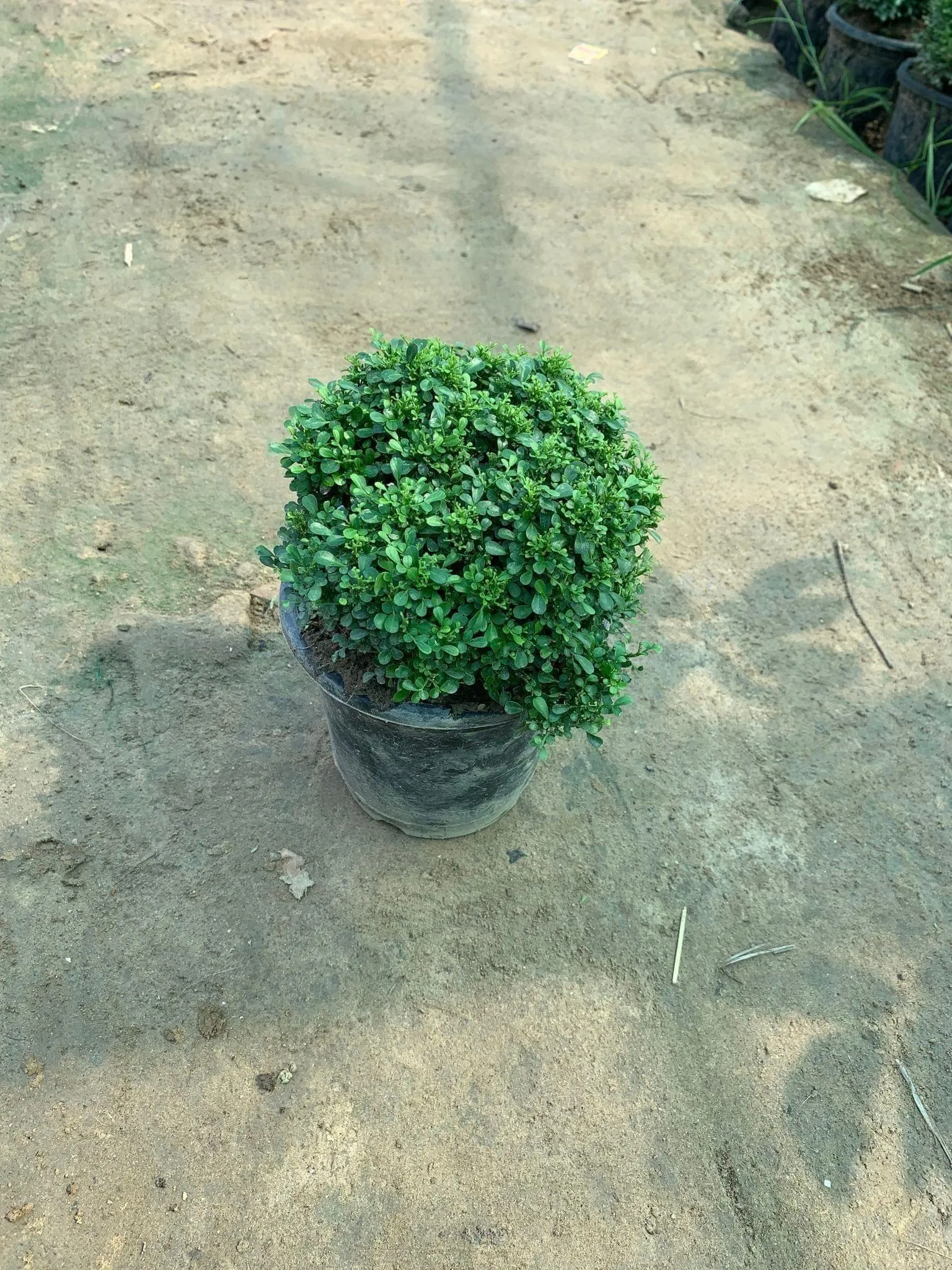 Table Kamini in 6 Inch Nursery Pot