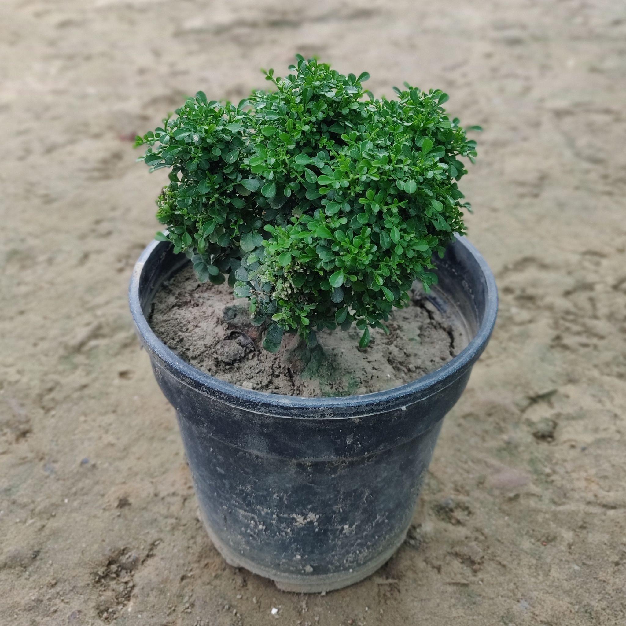 Table Kamini in 6 Inch Nursery Pot