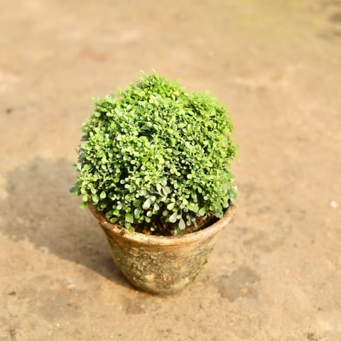 Table Kamini in 6 Inch Clay Pot