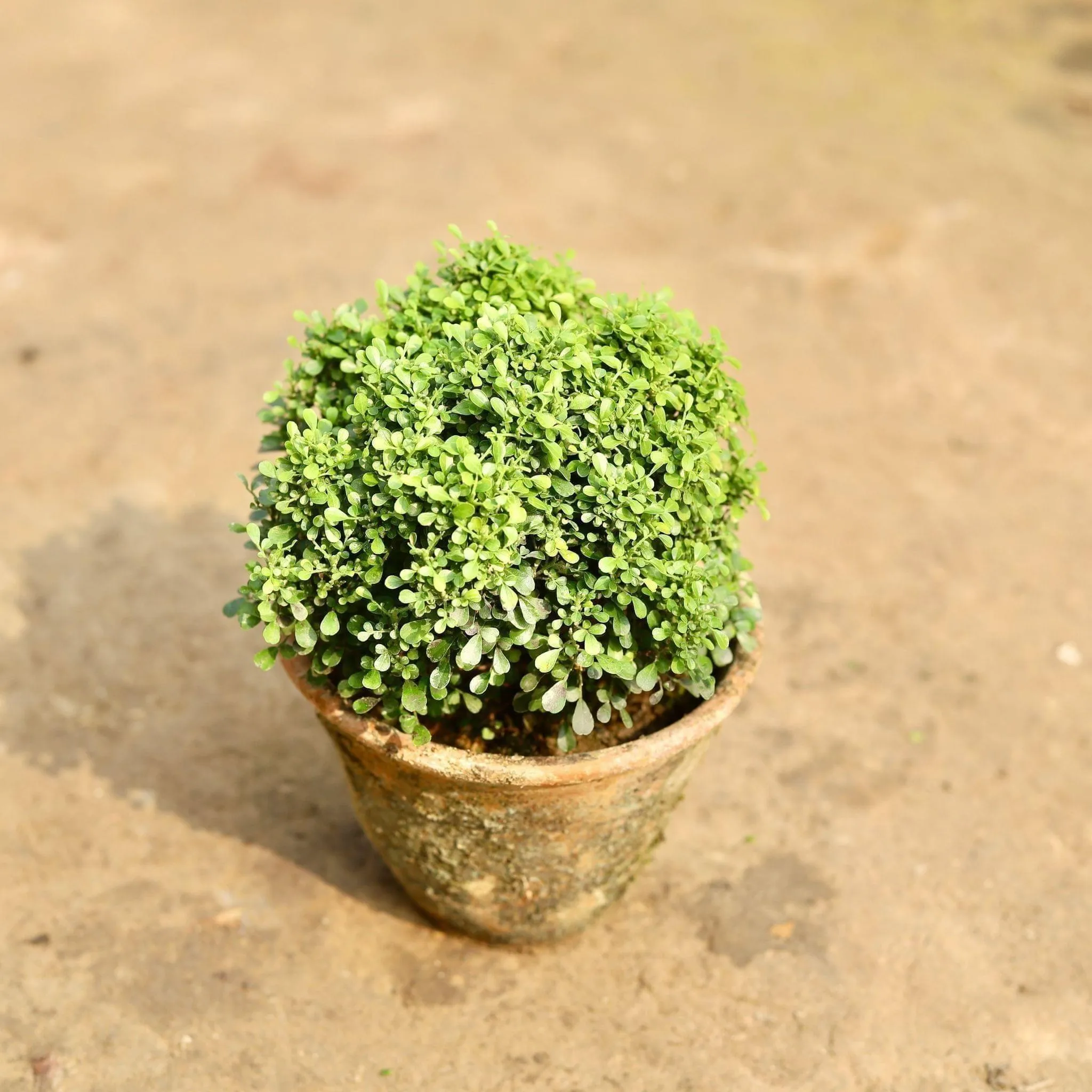 Table Kamini in 6 Inch Clay Pot