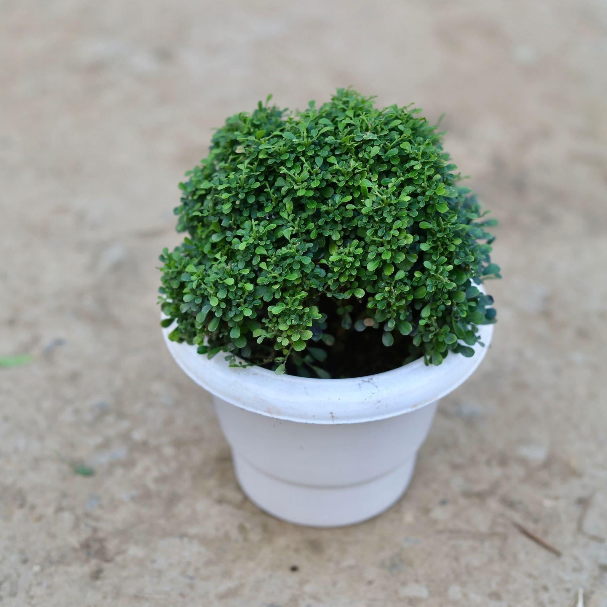 Table Kamini in 6 Inch Classy White Plastic Pot