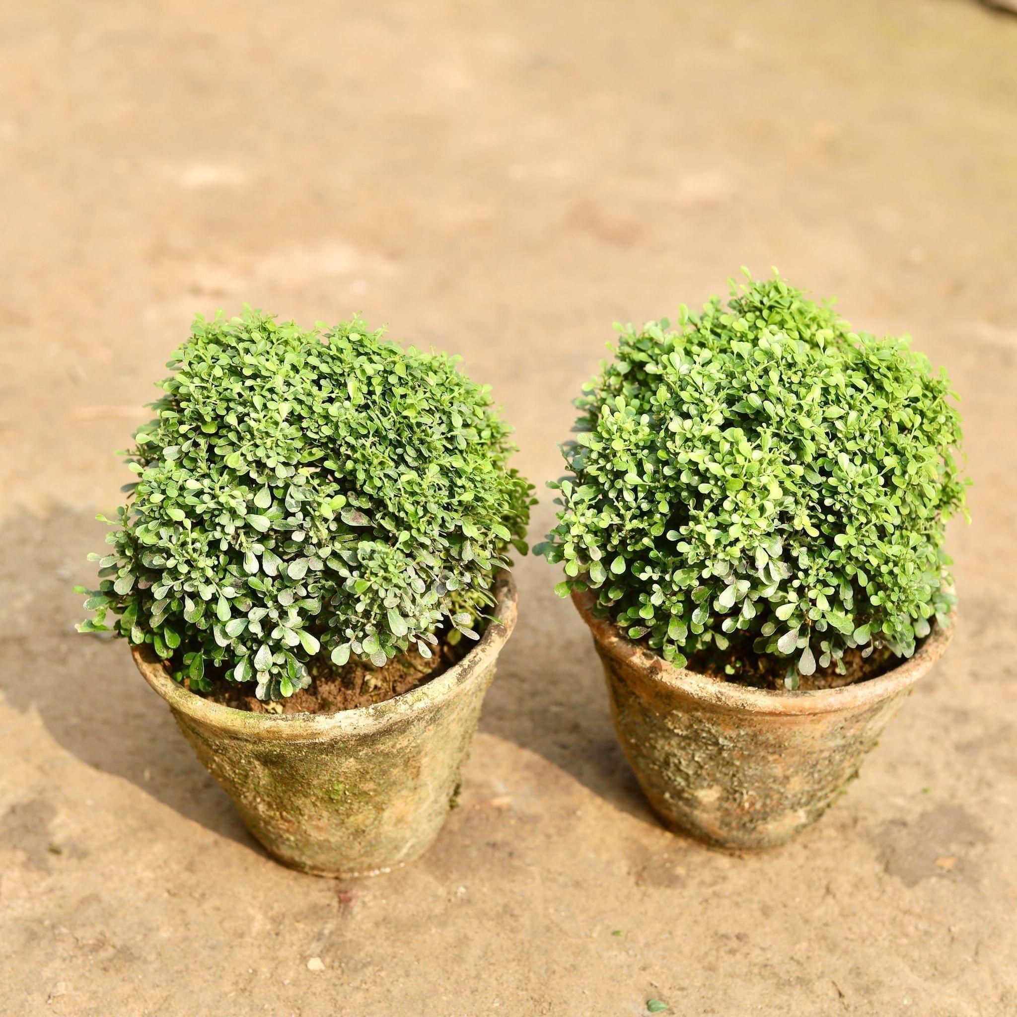 Set of 2 - Table Kamini in 6 Inch Clay Pot