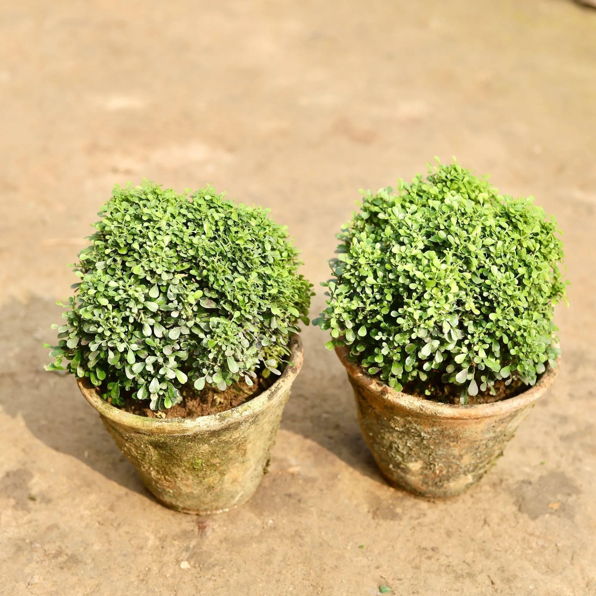 Set of 2 - Table Kamini in 6 Inch Clay Pot