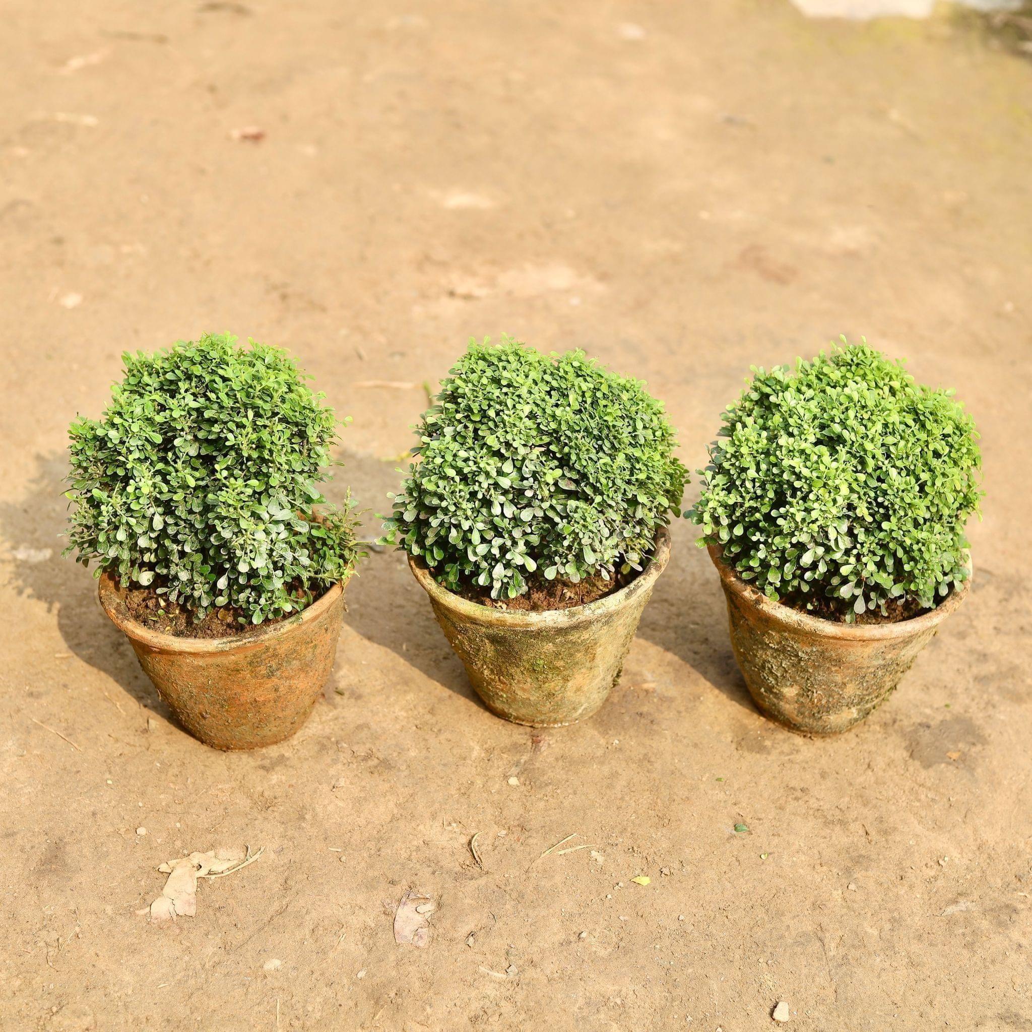 Set of 3 - Table Kamini in 6 Inch Clay Pot
