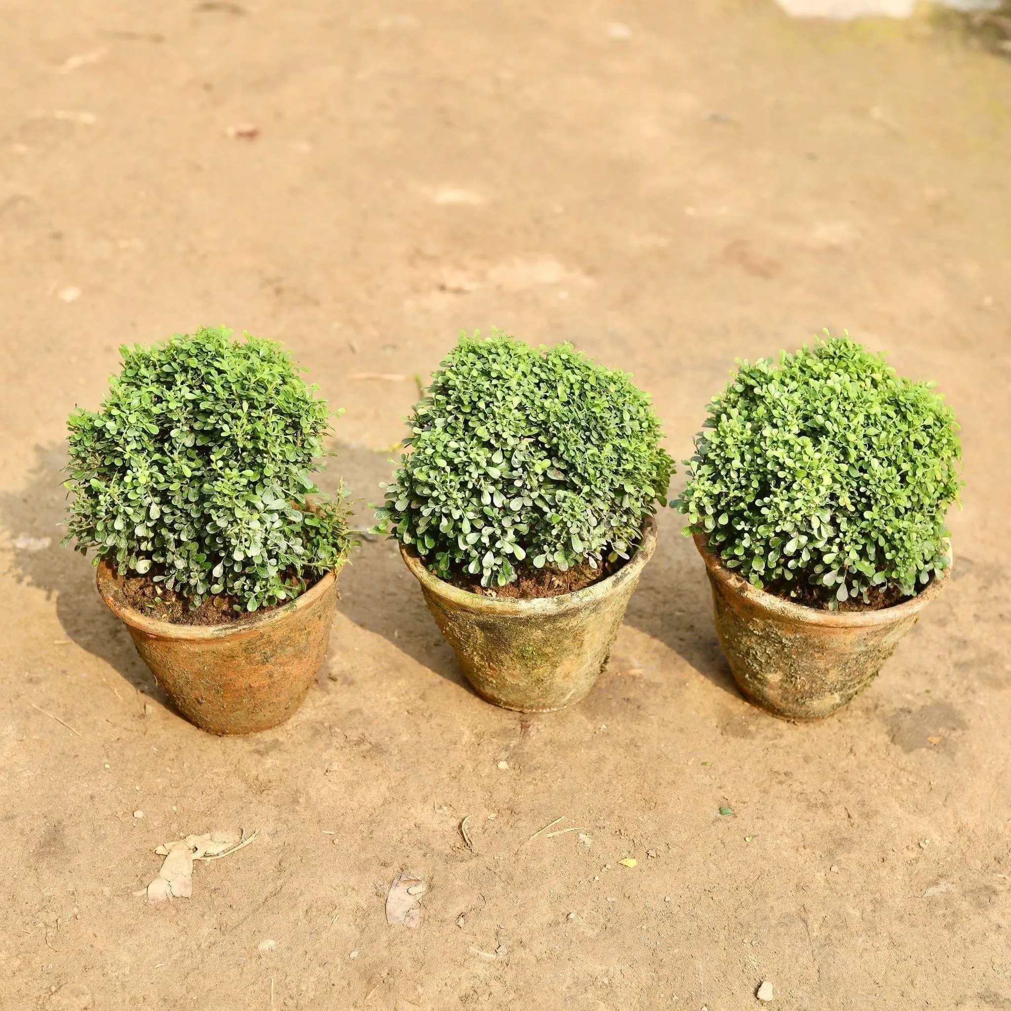 Set of 3 - Table Kamini in 6 Inch Clay Pot