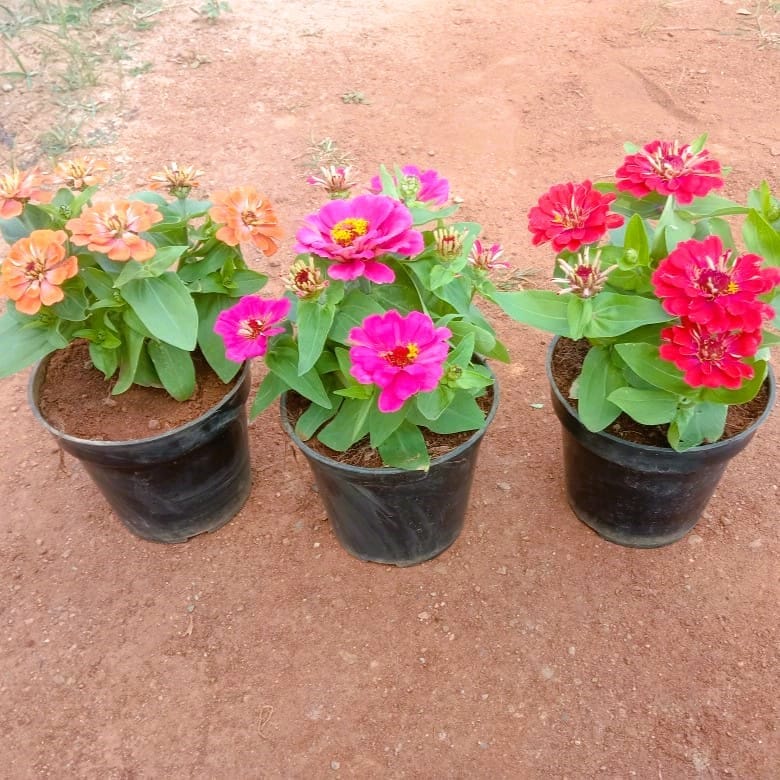 Set of 3 - ZIinnia (Pink, Orange & Red) in 4 Inch Nursery Pot