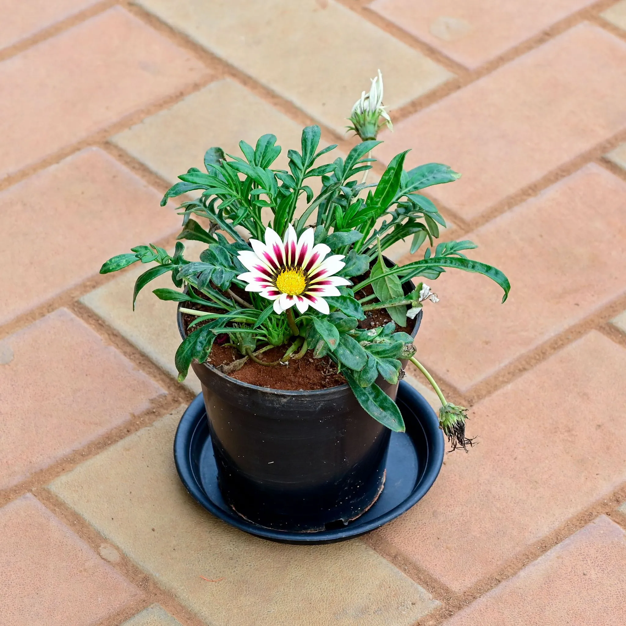 Gazania (any colour) in 5 Inch Nursery Pot with Tray