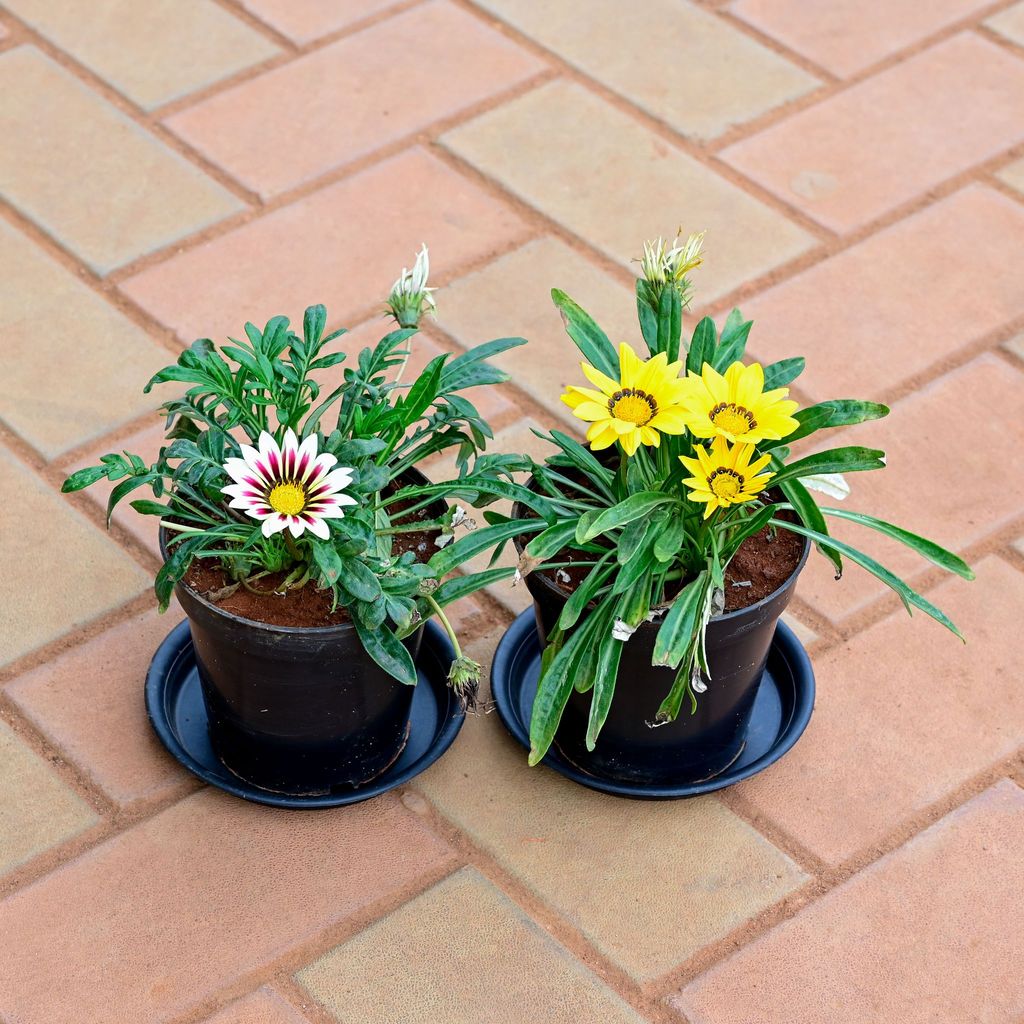 Buy Set of 2 - Gazania (any colour ) in 5 Inch Nursery Pot with Tray Online | Urvann.com Set of 2 - Gazania (any colour ) in 5 Inch Nursery Pot with Tray