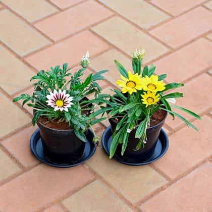 Buy Set of 2 - Gazania (any colour ) in 5 Inch Nursery Pot with Tray Online | Urvann.com