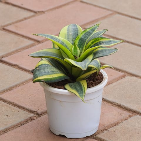 Snake Dwarf Yellow in 3 Inch Nursery Pot