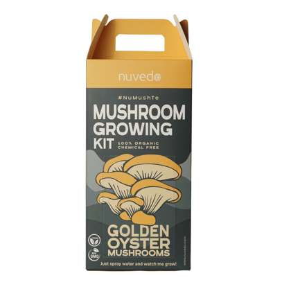 Buy Golden Oyster Mushroom Growing Kit Online | Urvann.com