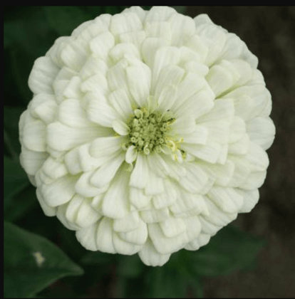 Buy Zinnia White Seeds  - Excellent Germination Summer Seeds Online | Urvann.com