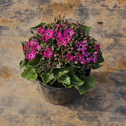 Prime / Primula Rosea Pink in 8 Inch Nursery Pot