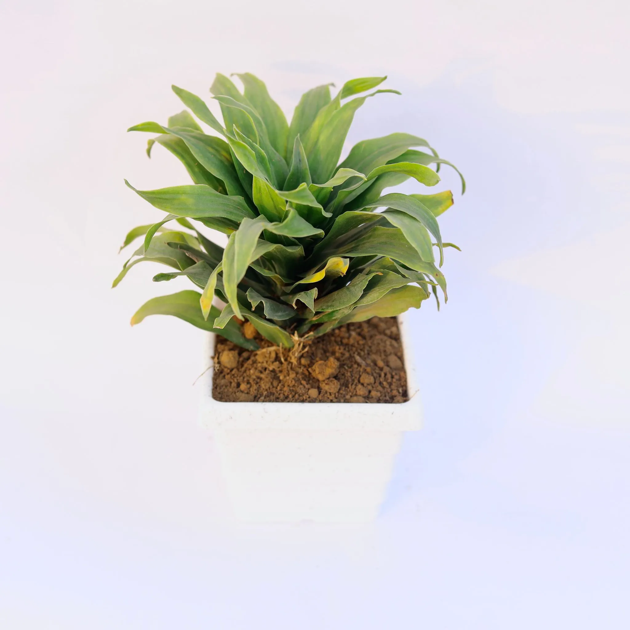 Dracaena Compacta in 6 Inch White Marble Premium Orchid Square Plastic Pot