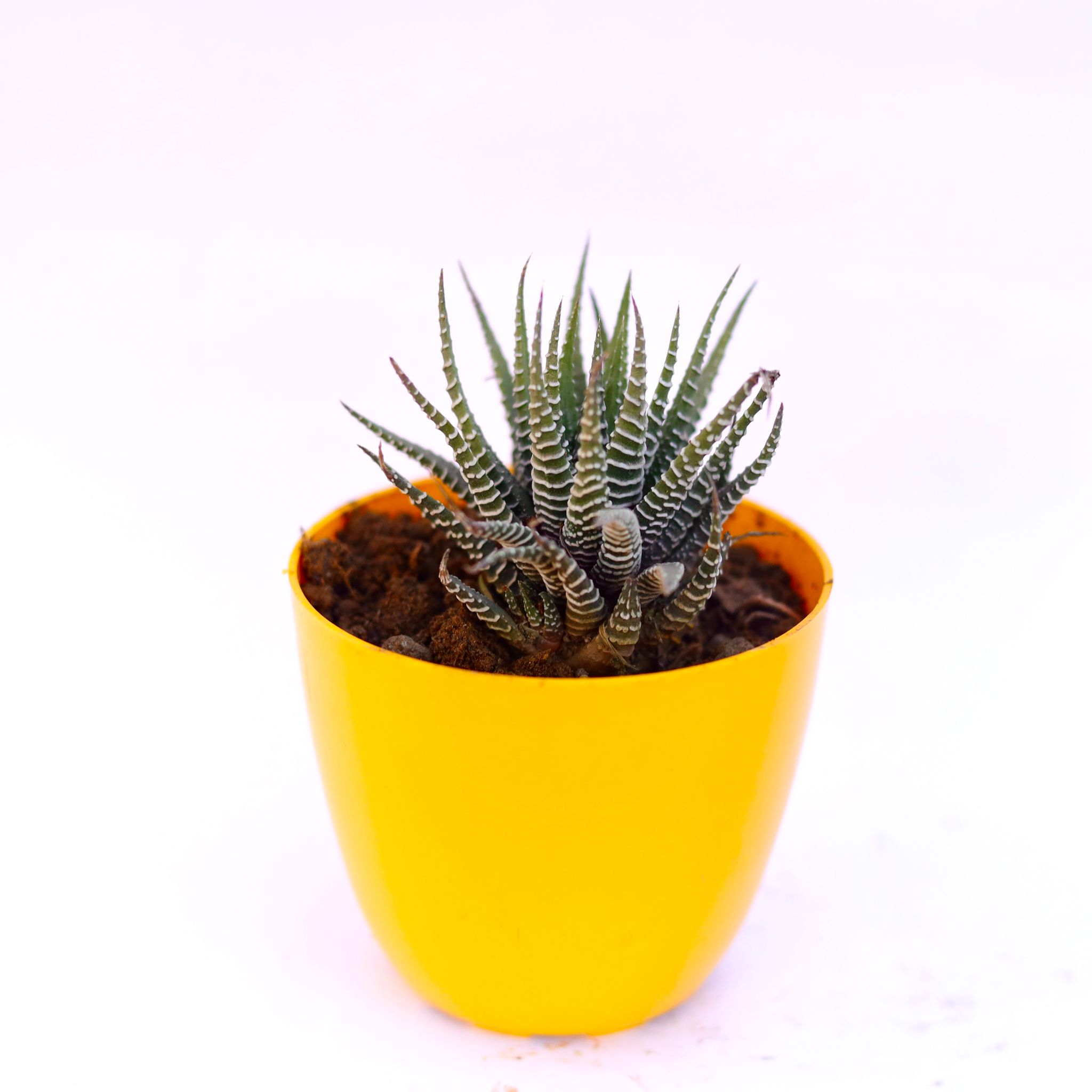 Haworthia Zebrina in 4 Inch Yellow Premium Orchid Round Plastic Pot