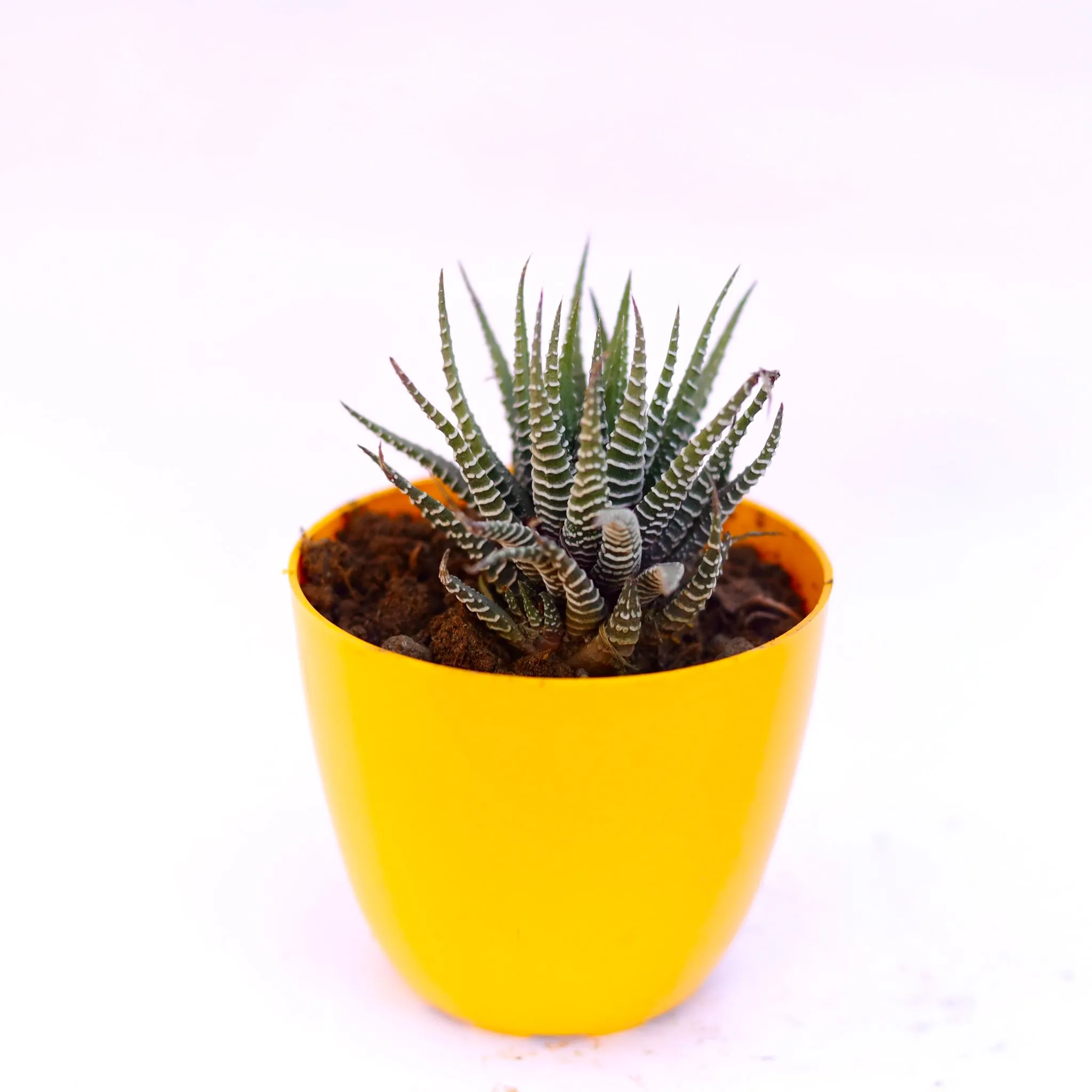 Haworthia Zebrina in 4 Inch Yellow Premium Orchid Round Plastic Pot