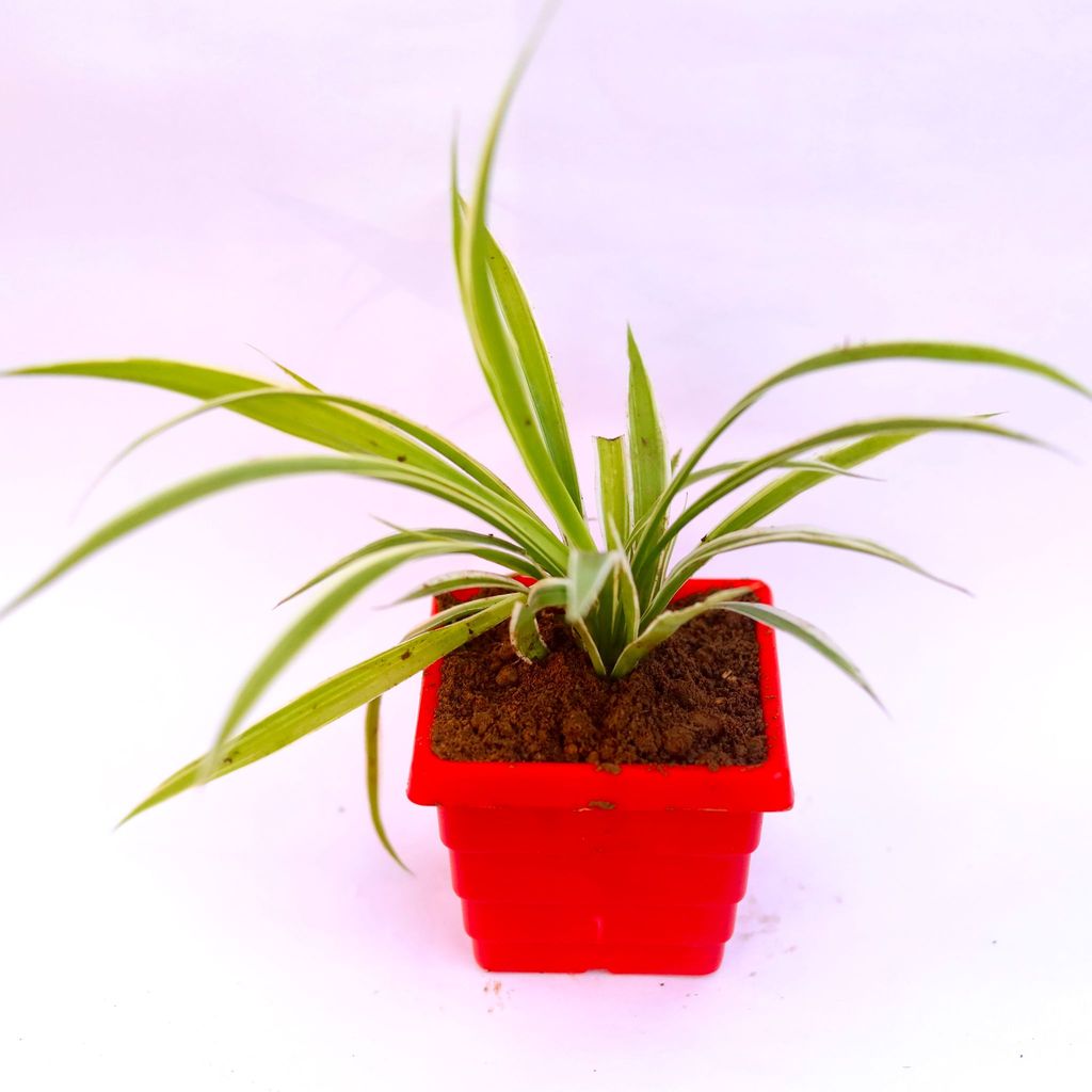 Buy Spider in 6 Inch Red Premium Orchid Square Plastic Pot Online | Urvann.com Spider in 6 Inch Red Premium Orchid Square Plastic Pot