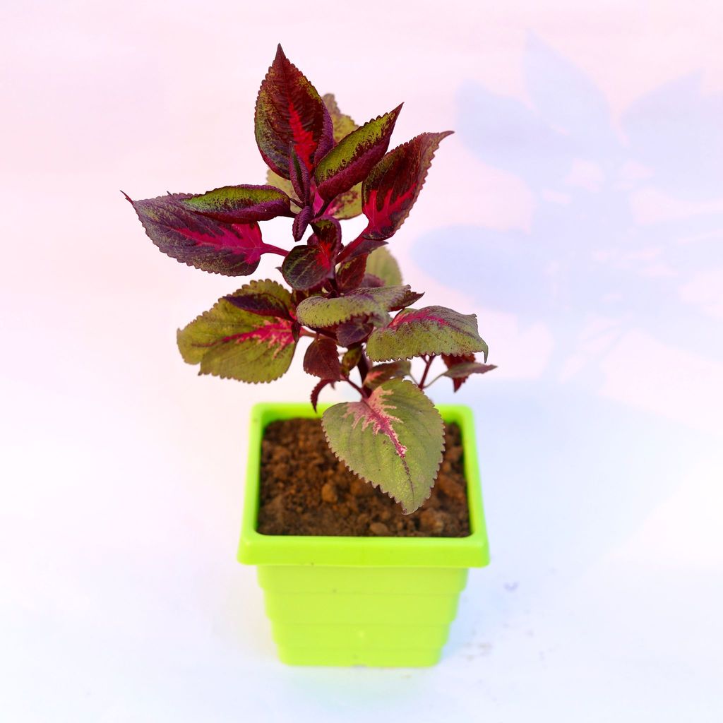 Buy Coleus Red (any design) in 6 Inch Green Premium Orchid Square Plastic Pot Online | Urvann.com Coleus Red (any design) in 6 Inch Green Premium Orchid Square Plastic Pot