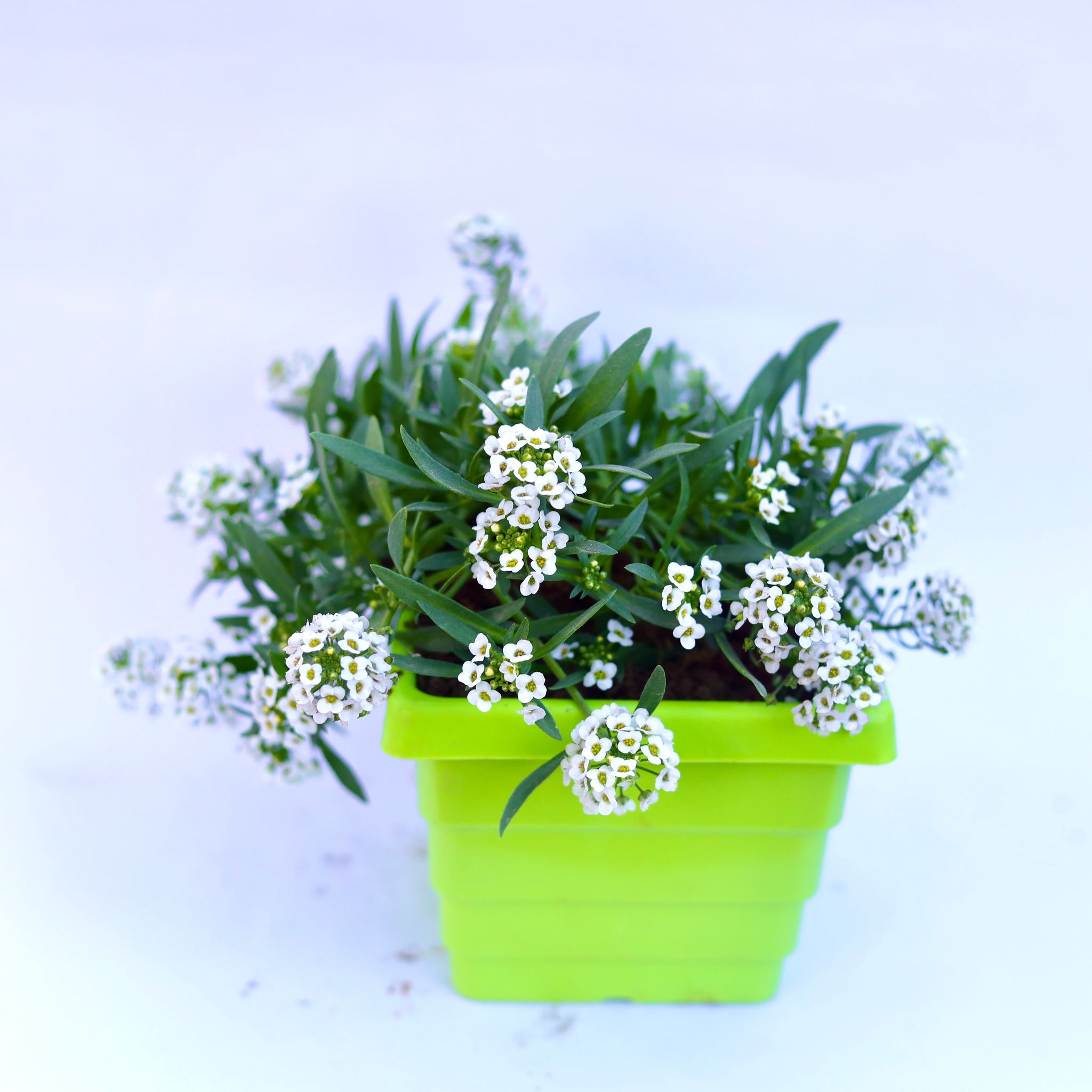 Alyssum White in 6 Inch Green Premium Orchid Square Plastic Pot