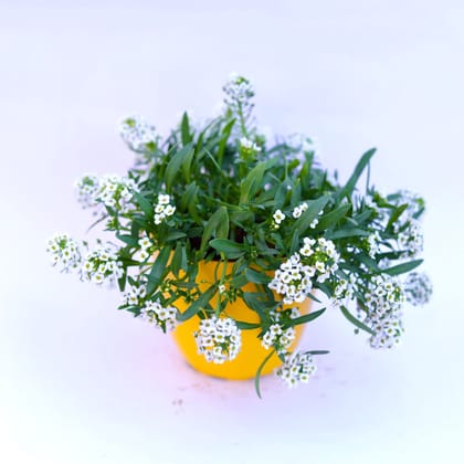 Buy Alyssum White in 6 Inch Yellow Premium Orchid Round Plastic Pot Online | Urvann.com