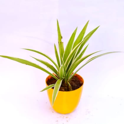 Buy Spider in 6 Inch Yellow Premium Orchid Round Plastic Pot Online | Urvann.com