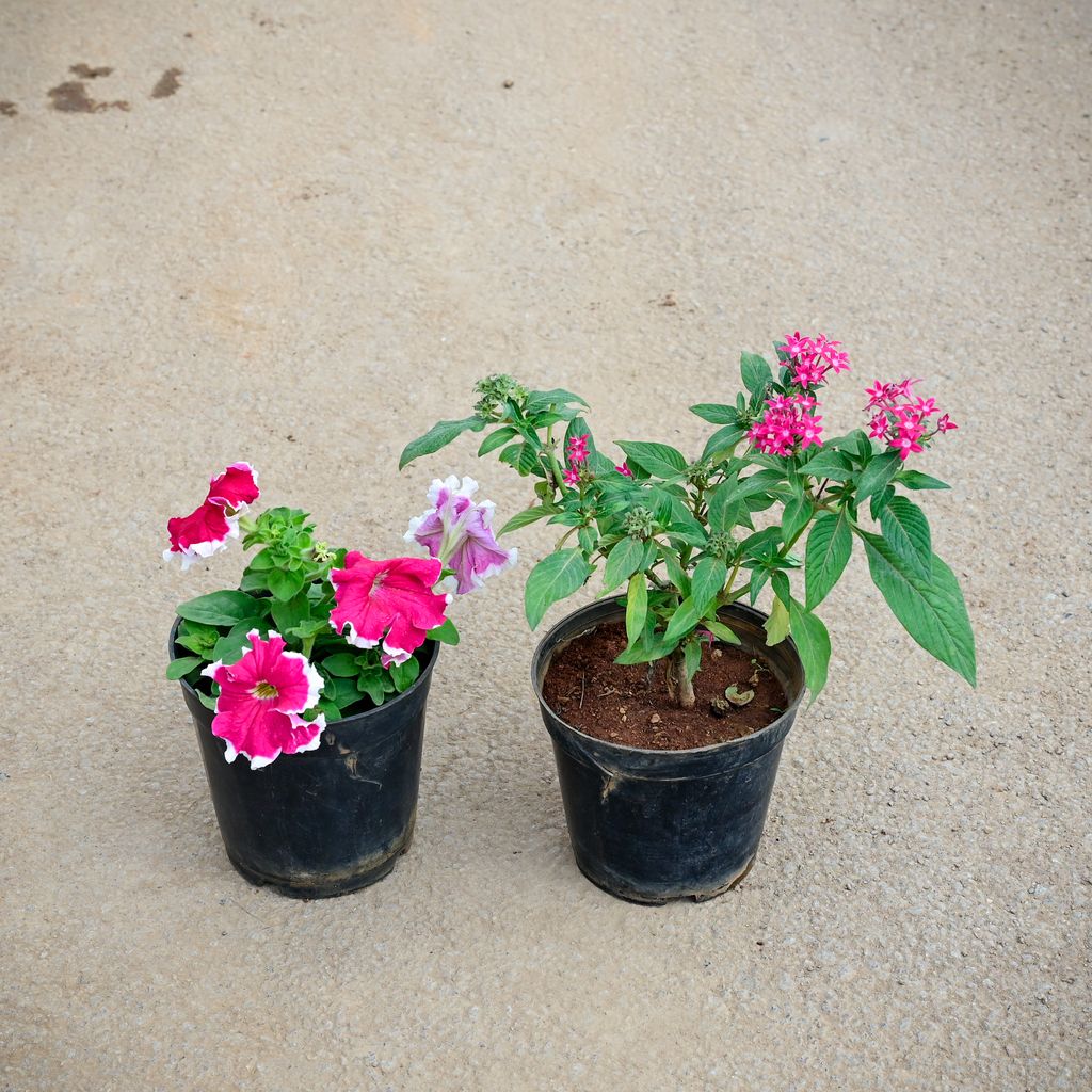 Set of 2 - Petunia & Pentas (any colour) in 5 Inch Nursery Pot