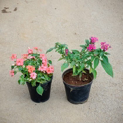 Buy Set of 2 - Balsam & Pentas (any colour) in 5 Inch Nursery Pot Online | Urvann.com