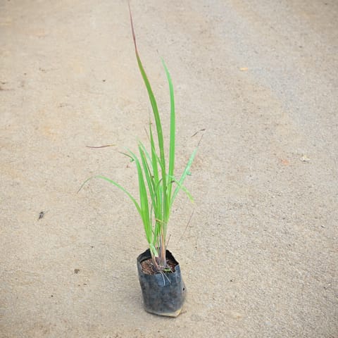 Lemon Grass in 4 Inch Nursery Bag