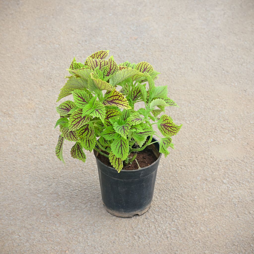 Buy Coleus ColorBlaze Golden Dreams in 5 Inch Nursery Pot Online | Urvann.com Coleus ColorBlaze Golden Dreams in 5 Inch Nursery Pot