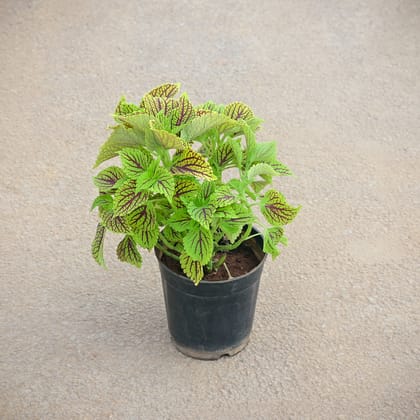 Buy Coleus ColorBlaze Golden Dreams in 5 Inch Nursery Pot Online | Urvann.com