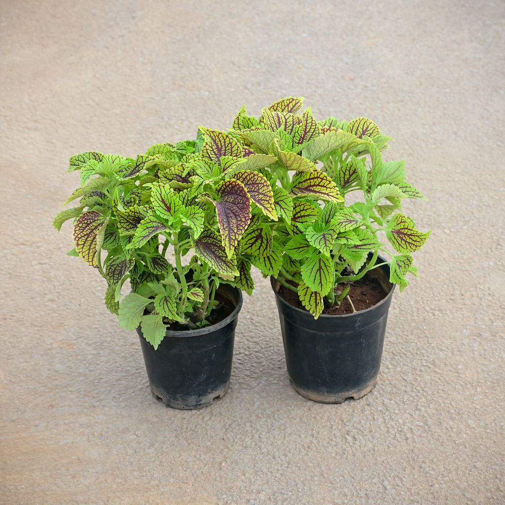 Buy Set of 2 - Coleus ColorBlaze Golden Dreams in 5 Inch Nursery Pot Online | Urvann.com Set of 2 - Coleus ColorBlaze Golden Dreams in 5 Inch Nursery Pot