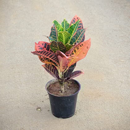 Buy Croton Iceland Red in 5 Inch Nursery Pot Online | Urvann.com