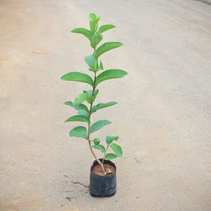 Buy Amrood / Guava in 4 Inch Nursery Bag Online | Urvann.com
