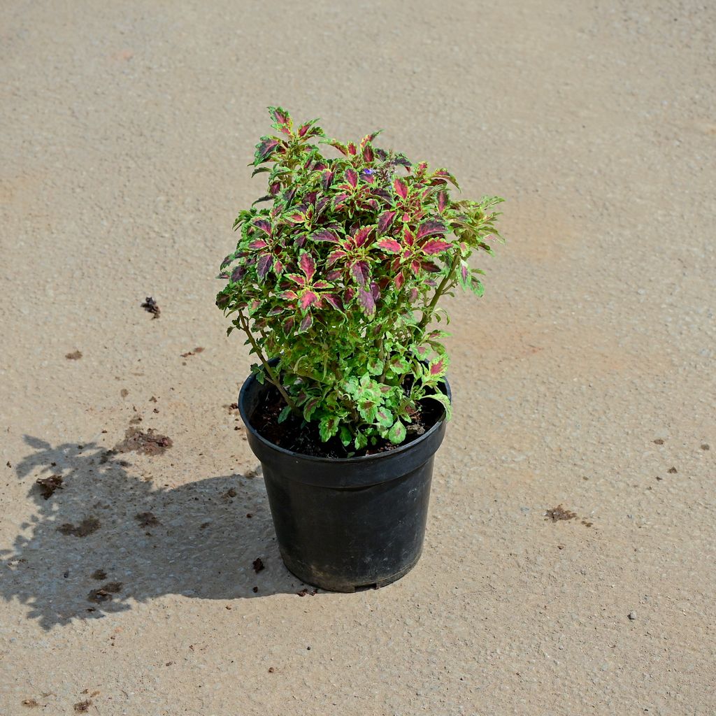 Buy Coleus Small Leaves (Any Colour) in 5 Inch Nursery Pot Online | Urvann.com Coleus Small Leaves (Any Colour) in 5 Inch Nursery Pot