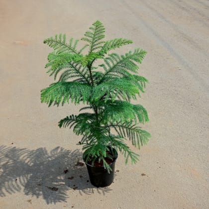 Buy Araucaria / Christmas Tree in 5 Inch Nursery Pot Online | Urvann.com