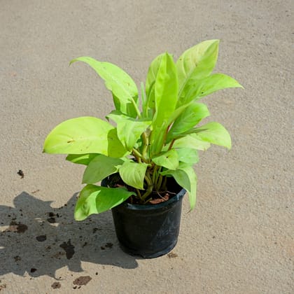 Buy Philodendron Golden in 5 Inch Nursery Pot Online | Urvann.com