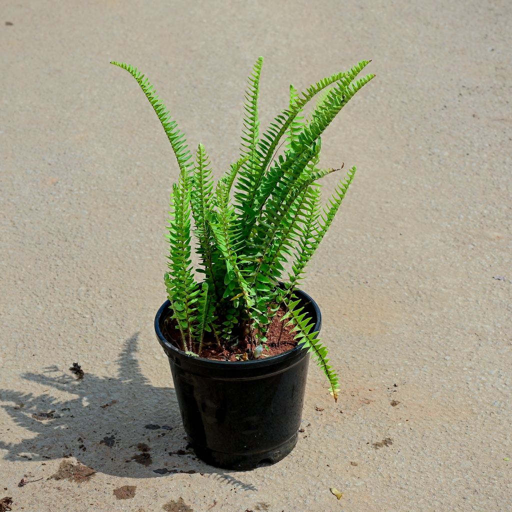 Buy Fern Green in 5 Inch Nursery Pot Online | Urvann.com Fern Green in 5 Inch Nursery Pot