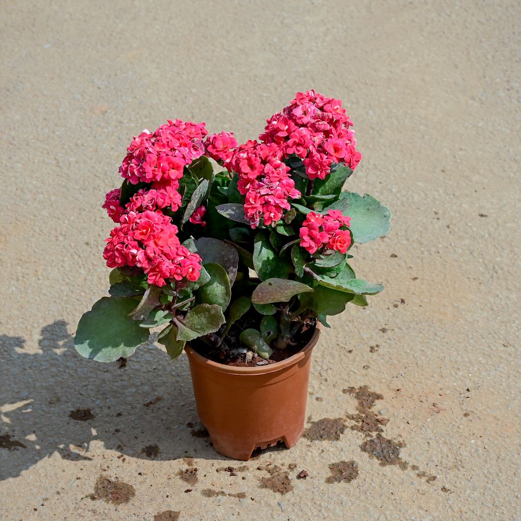Kalanchoe Succulent (Any Colour) in 5 Inch Nursery Pot