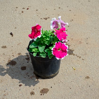 Buy Petunia (mix colour) in 5 Inch Nursery Pot Online | Urvann.com