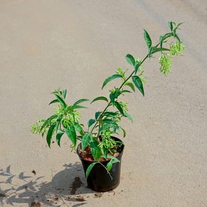 Buy Raat Ki Rani / Night Blooming Jasmine in 5 Inch Nursery Pot Online | Urvann.com